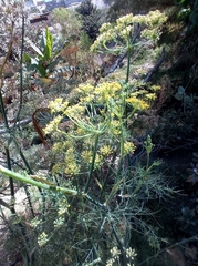 Foeniculum vulgare