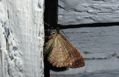 Austrocidaria similata