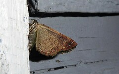 Austrocidaria similata