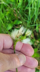 Eriophorum viridicarinatum