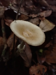 Amanita xylinivolva