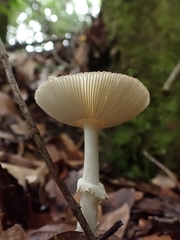 Amanita xylinivolva