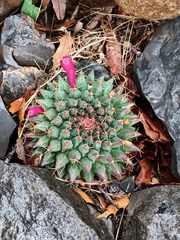 Mammillaria roseoalba