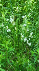 Eriophorum viridicarinatum