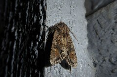 Ichneutica insignis