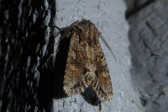 Ichneutica insignis
