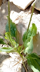 Plantago