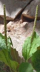 Plantago