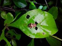 Alagoasa decemguttata