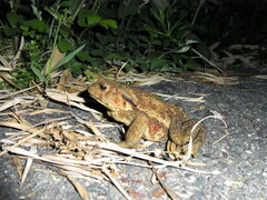 Bufo praetextatus