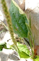 Plantago
