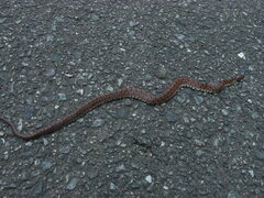 Euprepiophis conspicillata