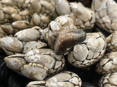 Cucumaria pseudocurata