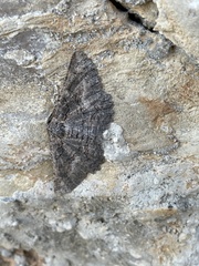 Nychiodes dalmatina