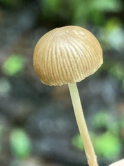 Psathyrella prona