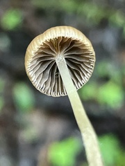Psathyrella prona