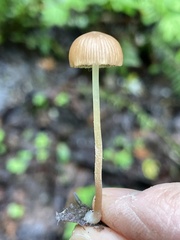 Psathyrella prona