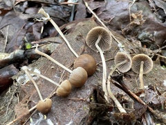 Psathyrella prona