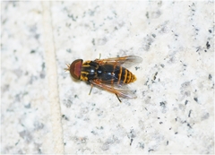 Tabanus chrysurus