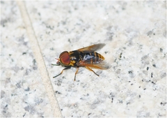 Tabanus chrysurus