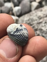 Nerita scabricosta