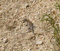 Aspidoscelis neomexicanus