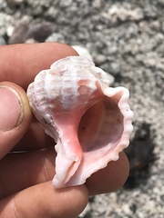 Phyllonotus erythrostomus