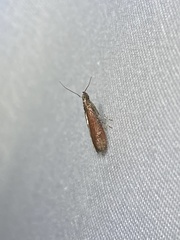 Varneria postremella