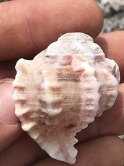 Phyllonotus erythrostomus