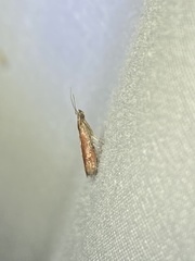 Varneria postremella