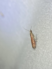 Varneria postremella