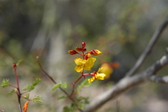 Erythrostemon placidus