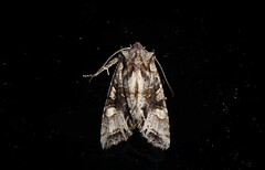 Ichneutica insignis
