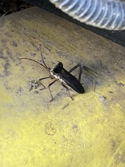 Acanthocephala declivis