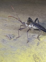 Acanthocephala declivis