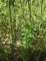 Euphorbia stricta