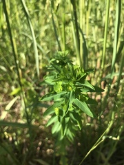 Euphorbia stricta