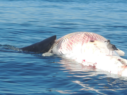 Great White Shark photographed in California