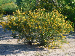 Erythrostemon placidus