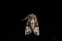 Ichneutica insignis