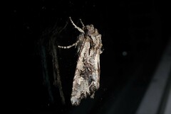 Ichneutica insignis