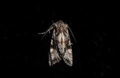 Ichneutica insignis