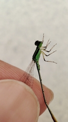 Agriocnemis pygmaea