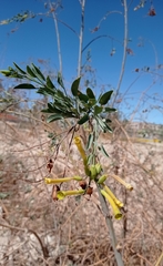 Nicotiana glauca