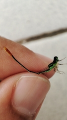 Agriocnemis pygmaea