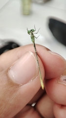 Agriocnemis pygmaea