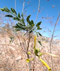 Nicotiana glauca