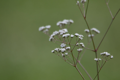 Gypsophila altissima