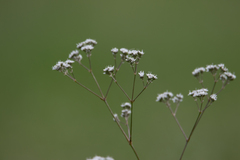 Gypsophila altissima