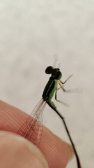 Agriocnemis pygmaea
